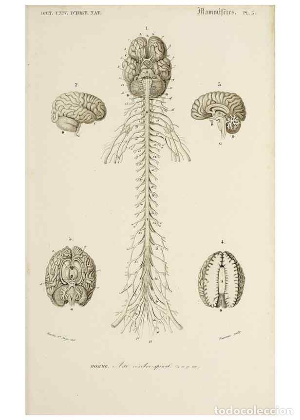 Colecionismo de Revistas e Jornais: Reproducci&oacute;n/Reproduction 49724352367: Dictionnaire universel d'histoire naturelle :. Paris :Chez le