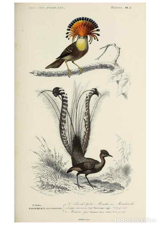 Colecionismo de Revistas e Jornais: Reproducci&oacute;n/Reproduction 49724051086: Dictionnaire universel d'histoire naturelle :. Paris :Chez le