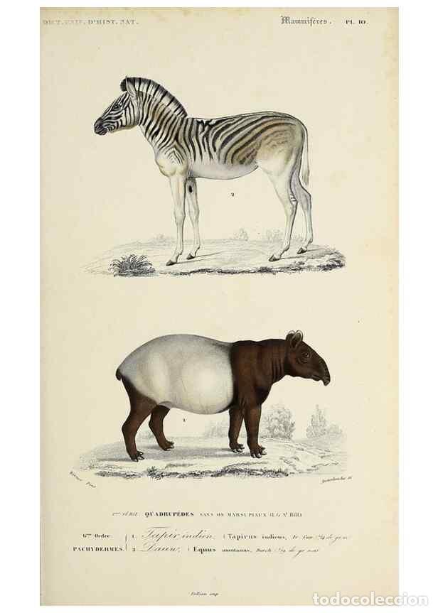 Colecionismo de Revistas e Jornais: Reproducci&oacute;n/Reproduction 49724359242: Dictionnaire universel d'histoire naturelle :. Paris :Chez le