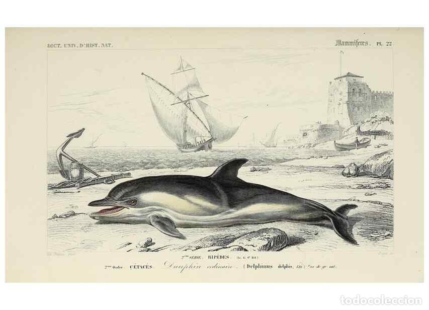 Colecionismo de Revistas e Jornais: Reproducci&oacute;n/Reproduction 49724047401: Dictionnaire universel d'histoire naturelle :. Paris :Chez le