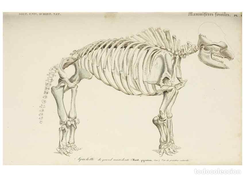 Colecionismo de Revistas e Jornais: Reproducci&oacute;n/Reproduction 49724365552: Dictionnaire universel d'histoire naturelle :. Paris :Chez le