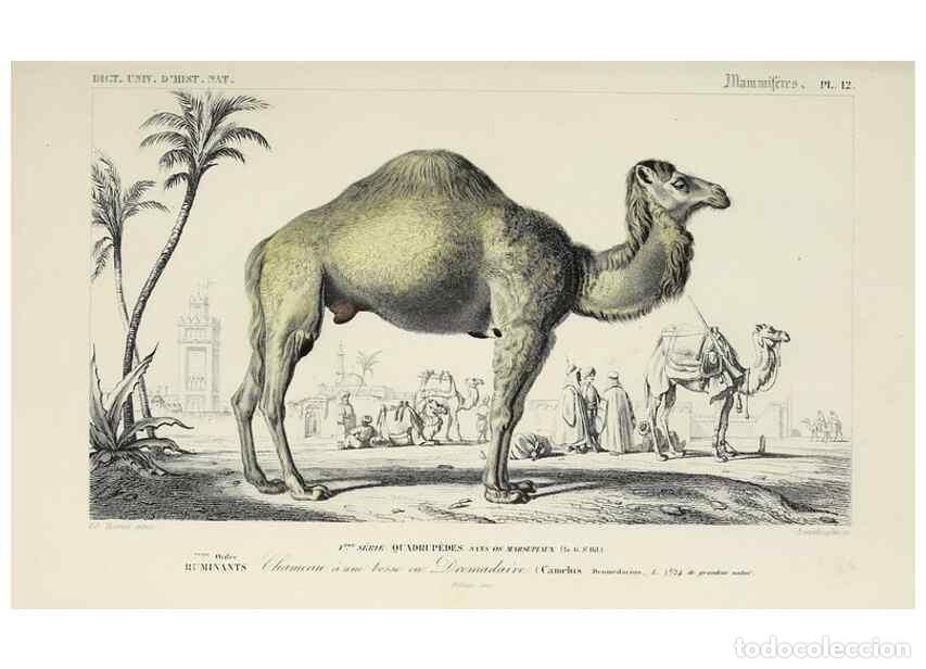 Colecionismo de Revistas e Jornais: Reproducci&oacute;n/Reproduction 49724044206: Dictionnaire universel d'histoire naturelle :. Paris :Chez le