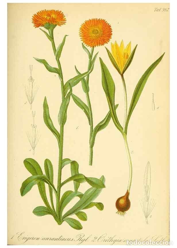 Colecionismo de Revistas e Jornais: Reproducci&oacute;n/Reproduction 49716928337: Gartenflora.. Erlangen :F. Enke,1852-1940.. - Deutsche Garten