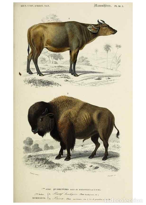 Colecionismo de Revistas e Jornais: Reproducci&oacute;n/Reproduction 49724045356: Dictionnaire universel d'histoire naturelle :. Paris :Chez le