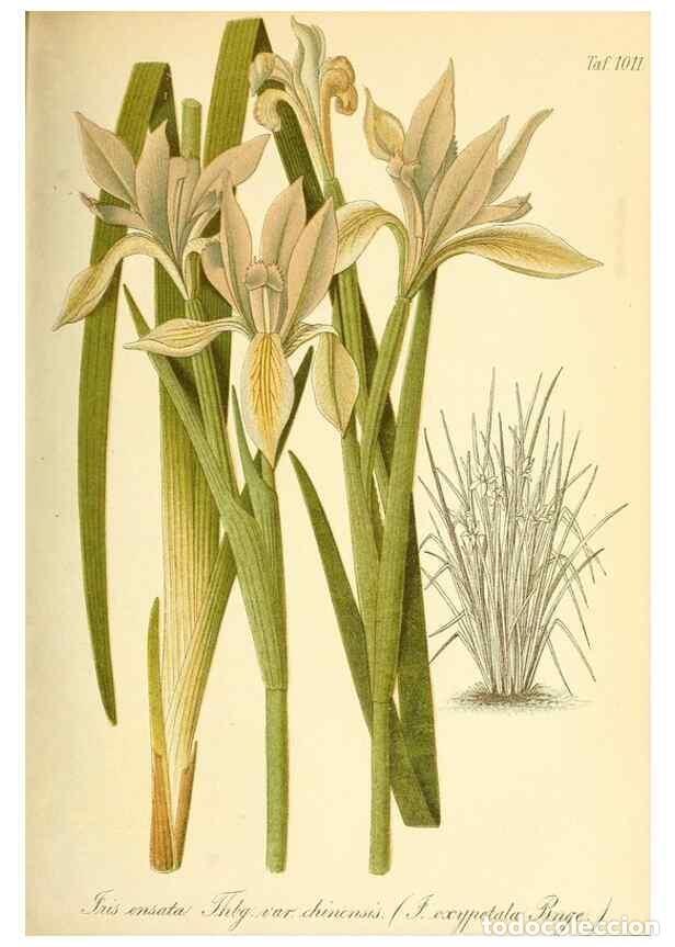 Colecionismo de Revistas e Jornais: Reproducci&oacute;n/Reproduction 49717082802: Gartenflora.. Erlangen :F. Enke,1852-1940.. - Deutsche Garten