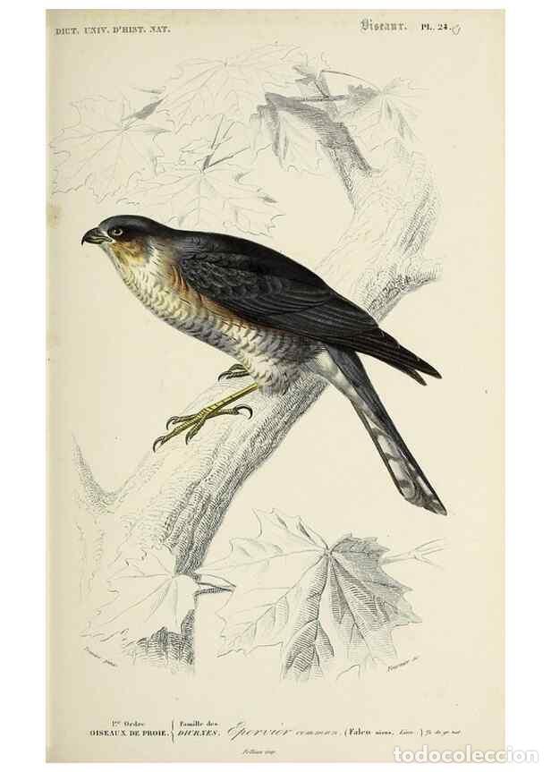 Colecionismo de Revistas e Jornais: Reproducci&oacute;n/Reproduction 49723515363: Dictionnaire universel d'histoire naturelle :. Paris :Chez le