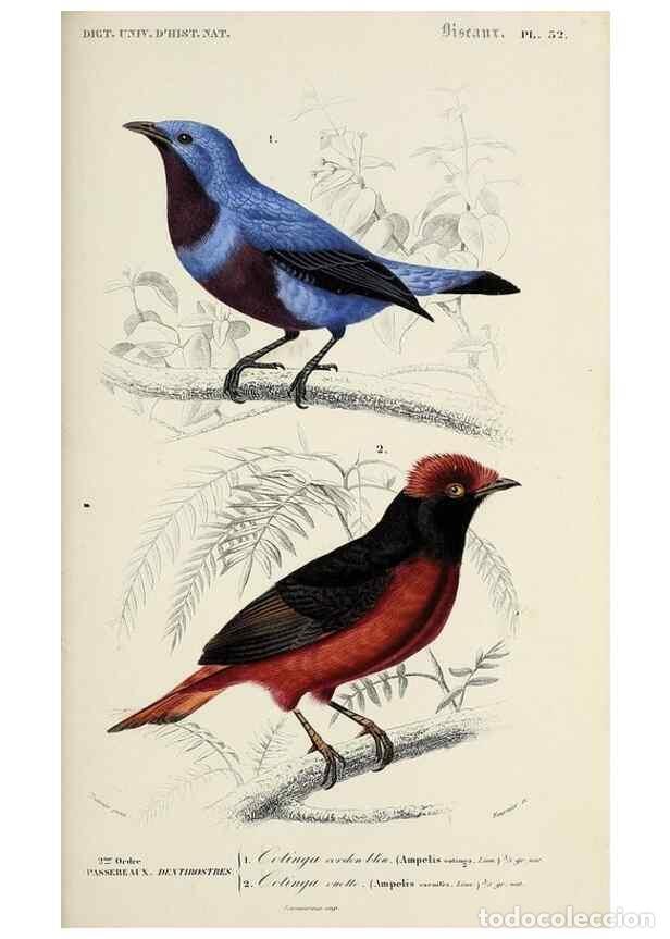 Colecionismo de Revistas e Jornais: Reproducci&oacute;n/Reproduction 49724367707: Dictionnaire universel d'histoire naturelle :. Paris :Chez le