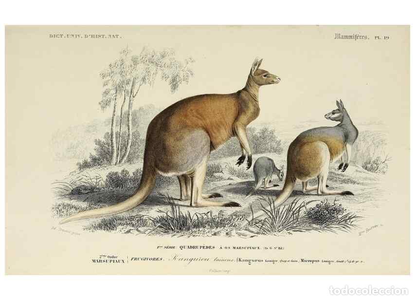 Colecionismo de Revistas e Jornais: Reproducci&oacute;n/Reproduction 49724362997: Dictionnaire universel d'histoire naturelle :. Paris :Chez le