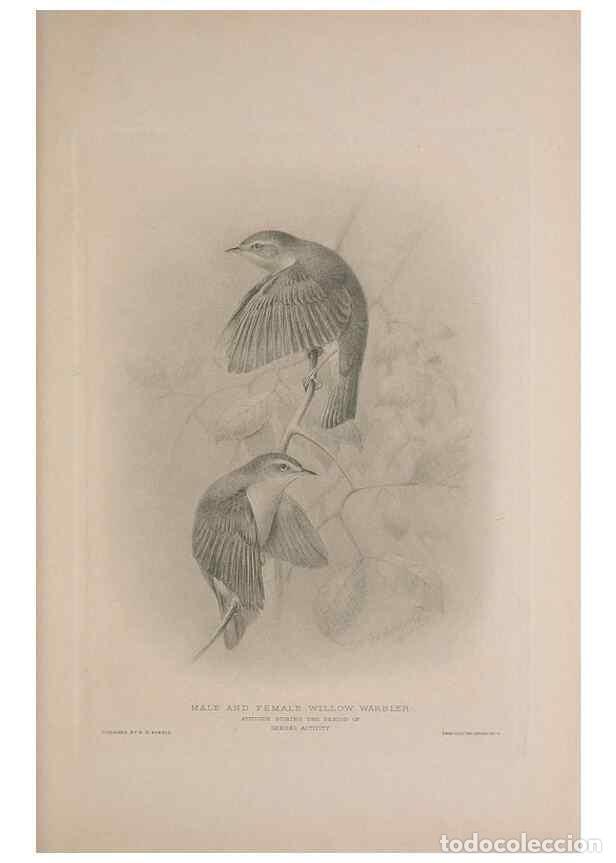 Colecionismo de Revistas e Jornais: Reproducci&oacute;n/Reproduction 49716744571: The British warblers :. London :R.H. Porter ...,1907-1914.. -