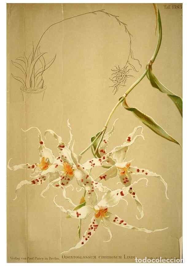 Collection Magazines and Newspapers: Reproducci&oacute;n/Reproduction 49720625507: Gartenflora.. Erlangen :F. Enke,1852-1940.. - Deutsche Garten