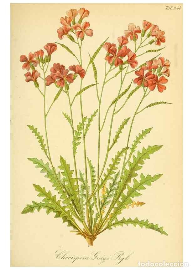 Collection Magazines and Newspapers: Reproducci&oacute;n/Reproduction 49716073268: Gartenflora.. Erlangen :F. Enke,1852-1940.. - Deutsche Garten