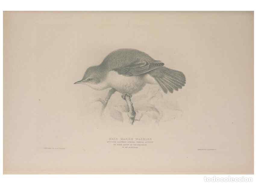 Collection Magazines and Newspapers: Reproducci&oacute;n/Reproduction 49717123412: The British warblers :. London :R.H. Porter ...,1907-1914.. -