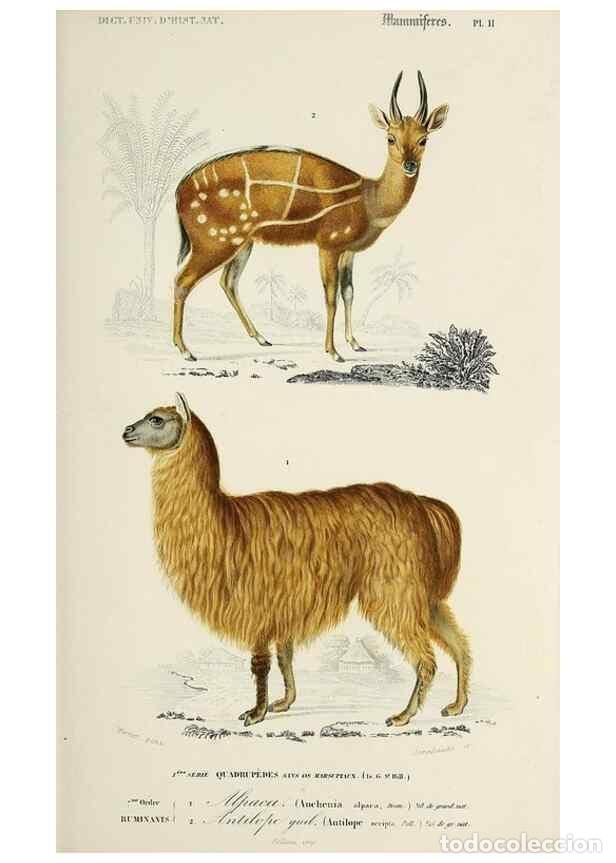 Collection Magazines and Newspapers: Reproducci&oacute;n/Reproduction 49724360662: Dictionnaire universel d'histoire naturelle :. Paris :Chez le