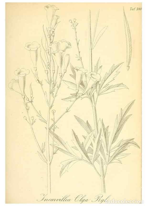 Collection Magazines and Newspapers: Reproducci&oacute;n/Reproduction 49717079562: Gartenflora.. Erlangen :F. Enke,1852-1940.. - Deutsche Garten