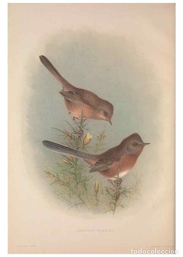 Collection Magazines and Newspapers: Reproducci&oacute;n/Reproduction 49716290798: The British warblers :. London :R.H. Porter ...,1907-1914.. -
