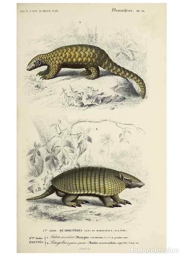 Coleccionismo de Revistas y Peri&oacute;dicos: Reproducci&oacute;n/Reproduction 49724045586: Dictionnaire universel d'histoire naturelle :. Paris :Chez le