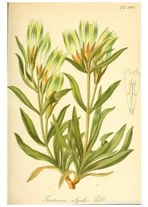 Coleccionismo de Revistas y Peri&oacute;dicos: Reproducci&oacute;n/Reproduction 49717081107: Gartenflora.. Erlangen :F. Enke,1852-1940.. - Deutsche Garten