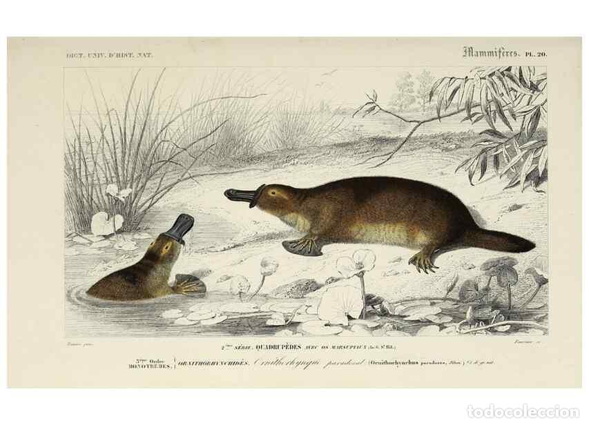 Coleccionismo de Revistas y Peri&oacute;dicos: Reproducci&oacute;n/Reproduction 49723512038: Dictionnaire universel d'histoire naturelle :. Paris :Chez le