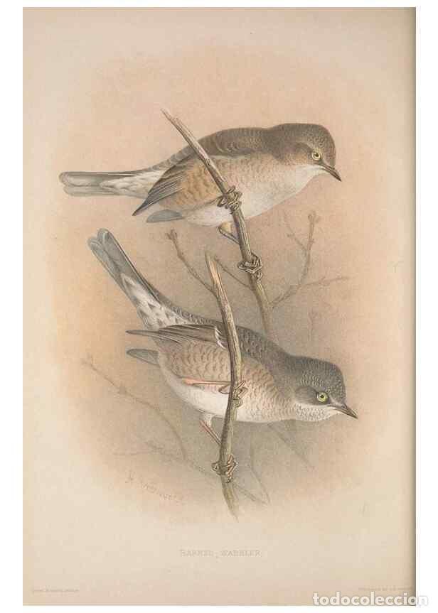 Coleccionismo de Revistas y Peri&oacute;dicos: Reproducci&oacute;n/Reproduction 49717146862: The British warblers :. London :R.H. Porter ...,1907-1914.. -