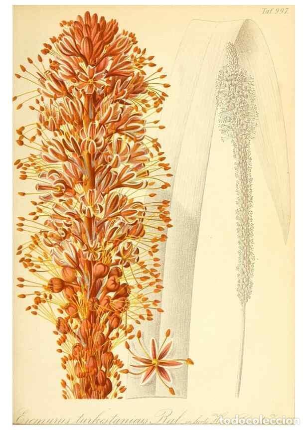 Coleccionismo de Revistas y Peri&oacute;dicos: Reproducci&oacute;n/Reproduction 49716762971: Gartenflora.. Erlangen :F. Enke,1852-1940.. - Deutsche Garten