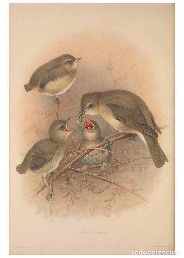 Coleccionismo de Revistas y Peri&oacute;dicos: Reproducci&oacute;n/Reproduction 49716807486: The British warblers :. London :R.H. Porter ...,1907-1914.. -