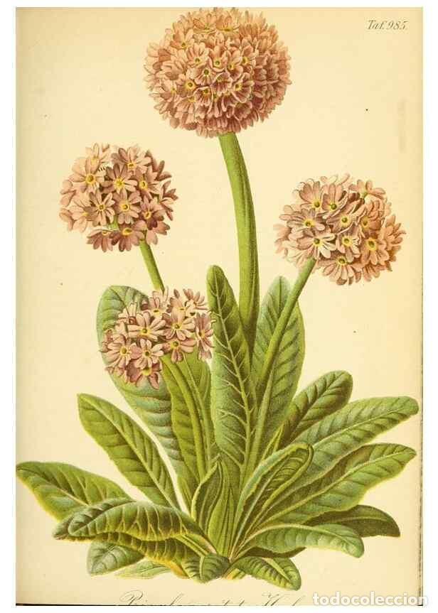 Coleccionismo de Revistas y Peri&oacute;dicos: Reproducci&oacute;n/Reproduction 49716613511: Gartenflora.. Erlangen :F. Enke,1852-1940.. - Deutsche Garten