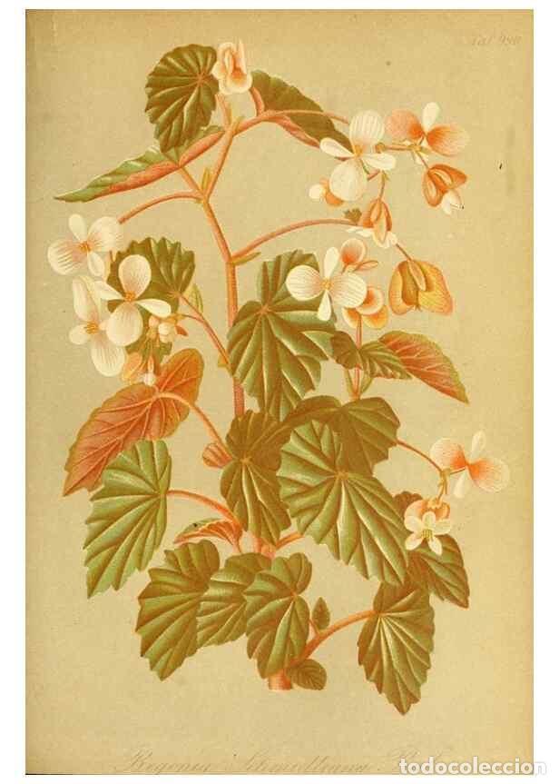 Coleccionismo de Revistas y Peri&oacute;dicos: Reproducci&oacute;n/Reproduction 49716614786: Gartenflora.. Erlangen :F. Enke,1852-1940.. - Deutsche Garten