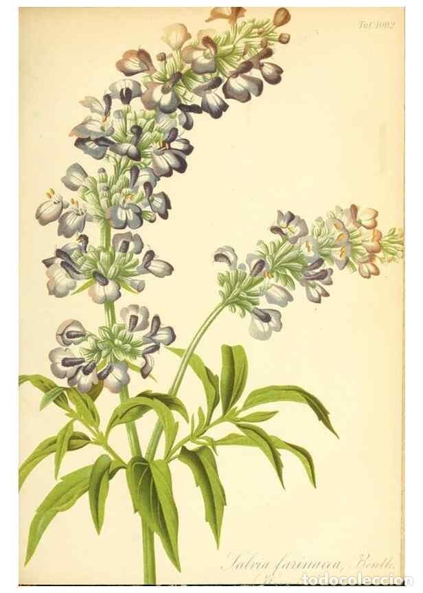 Coleccionismo de Revistas y Peri&oacute;dicos: Reproducci&oacute;n/Reproduction 49717079777: Gartenflora.. Erlangen :F. Enke,1852-1940.. - Deutsche Garten