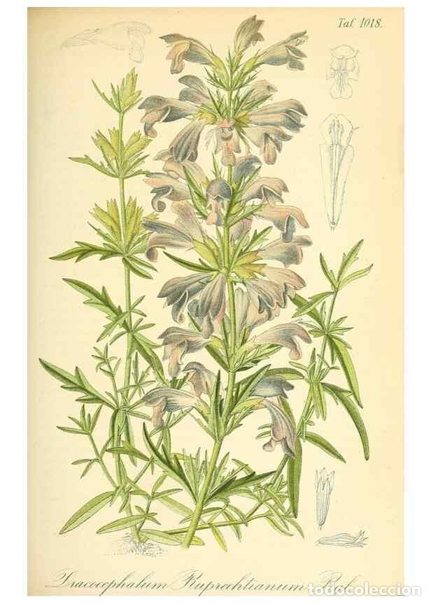 Coleccionismo de Revistas y Peri&oacute;dicos: Reproducci&oacute;n/Reproduction 49717084987: Gartenflora.. Erlangen :F. Enke,1852-1940.. - Deutsche Garten