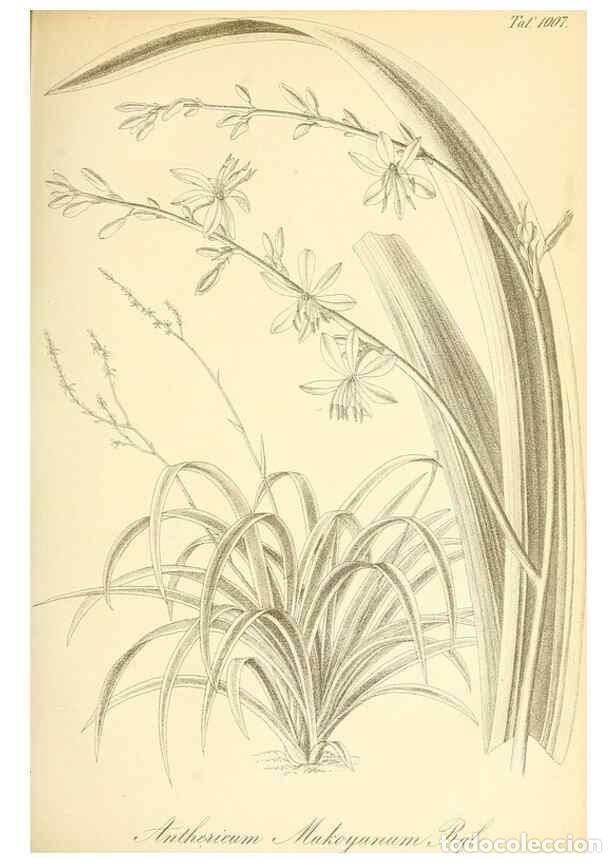 Coleccionismo de Revistas y Peri&oacute;dicos: Reproducci&oacute;n/Reproduction 49716766271: Gartenflora.. Erlangen :F. Enke,1852-1940.. - Deutsche Garten