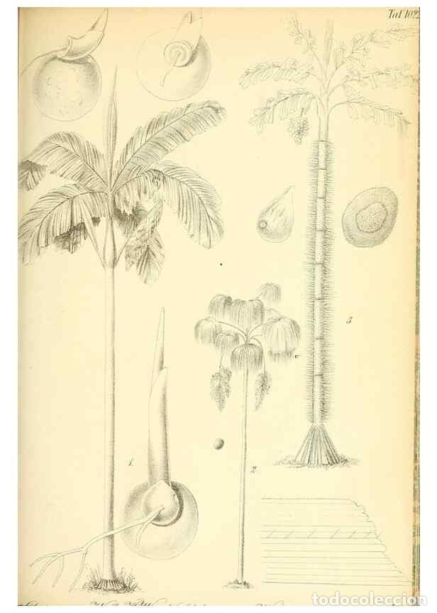 Coleccionismo de Revistas y Peri&oacute;dicos: Reproducci&oacute;n/Reproduction 49716231083: Gartenflora.. Erlangen :F. Enke,1852-1940.. - Deutsche Garten