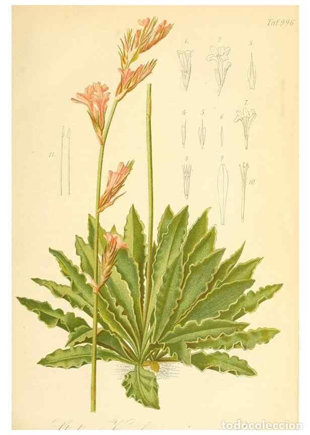 Coleccionismo de Revistas y Peri&oacute;dicos: Reproducci&oacute;n/Reproduction 49717077842: Gartenflora.. Erlangen :F. Enke,1852-1940.. - Deutsche Garten