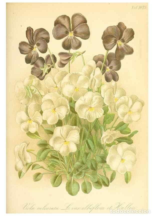 Coleccionismo de Revistas y Peri&oacute;dicos: Reproducci&oacute;n/Reproduction 49717088327: Gartenflora.. Erlangen :F. Enke,1852-1940.. - Deutsche Garten