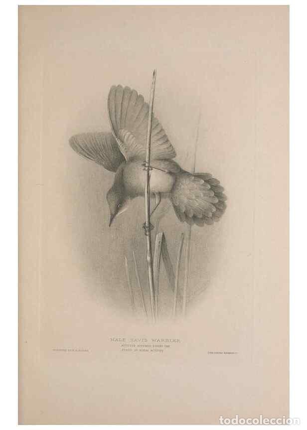 Coleccionismo de Revistas y Peri&oacute;dicos: Reproducci&oacute;n/Reproduction 49717059972: The British warblers :. London :R.H. Porter ...,1907-1914.. -