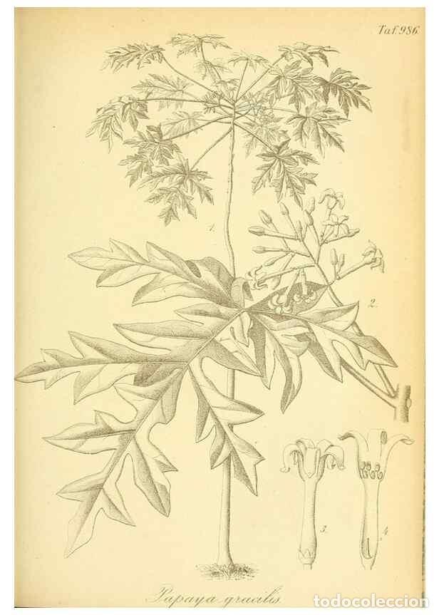 Coleccionismo de Revistas y Peri&oacute;dicos: Reproducci&oacute;n/Reproduction 49716073798: Gartenflora.. Erlangen :F. Enke,1852-1940.. - Deutsche Garten