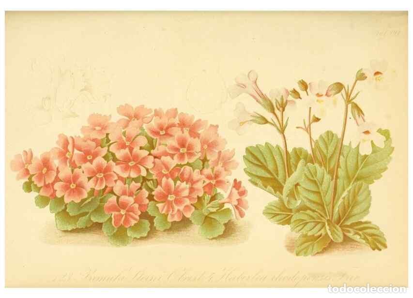 Collection Magazines and Newspapers: Reproducci&oacute;n/Reproduction 49716615081: Gartenflora.. Erlangen :F. Enke,1852-1940.. - Deutsche Garten