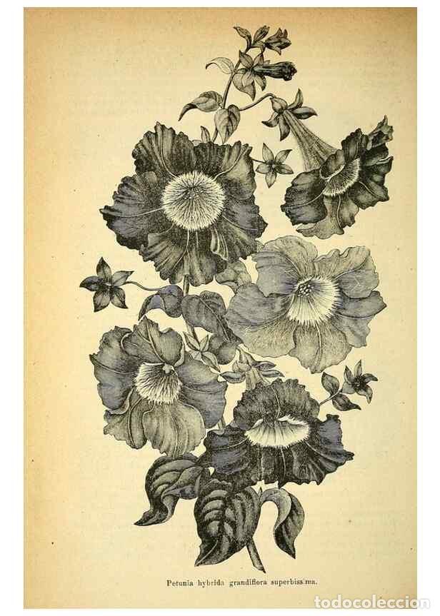 Collection Magazines and Newspapers: Reproducci&oacute;n/Reproduction 49705055003: Gartenflora.. Erlangen :F. Enke,1852-1940.. - Deutsche Garten