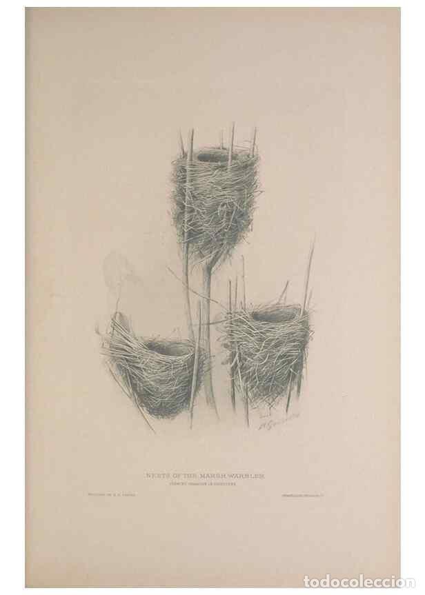 Collection Magazines and Newspapers: Reproducci&oacute;n/Reproduction 49716269523: The British warblers :. London :R.H. Porter ...,1907-1914.. -