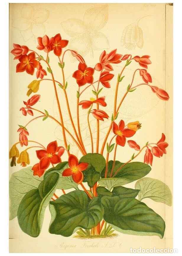 Collection Magazines and Newspapers: Reproducci&oacute;n/Reproduction 49705908597: Gartenflora.. Erlangen :F. Enke,1852-1940.. - Deutsche Garten