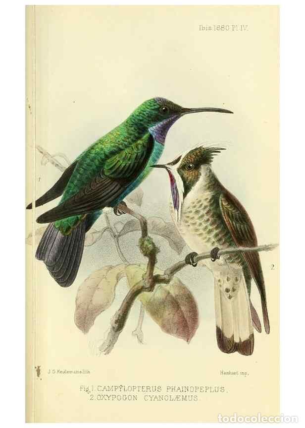 Collection Magazines and Newspapers: Reproducci&oacute;n/Reproduction 49705042783: Ibis.. [London]Published for the British Ornithologists' Unio