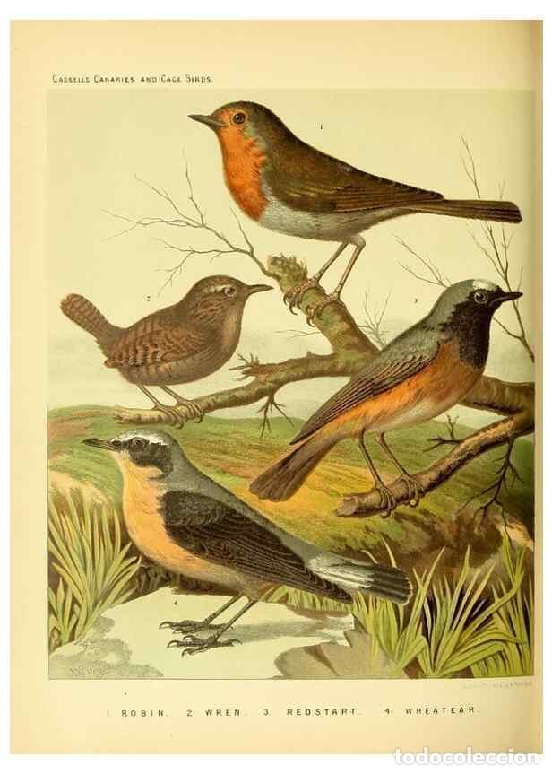Collection Magazines and Newspapers: Reproducci&oacute;n/Reproduction 49717345198: The illustrated book of canaries and cage-birds, British and