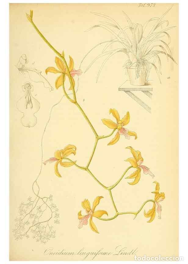 Collection Magazines and Newspapers: Reproducci&oacute;n/Reproduction 49716610241: Gartenflora.. Erlangen :F. Enke,1852-1940.. - Deutsche Garten