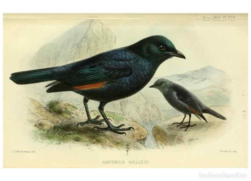 Collection Magazines and Newspapers: Reproducci&oacute;n/Reproduction 49705043643: Ibis.. [London]Published for the British Ornithologists' Unio