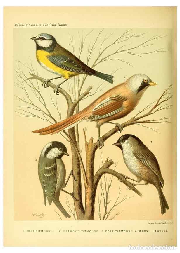 Collection Magazines and Newspapers: Reproducci&oacute;n/Reproduction 49717346763: The illustrated book of canaries and cage-birds, British and