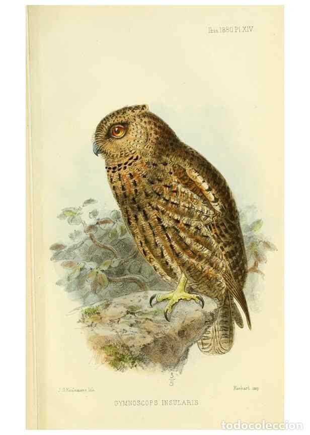 Collection Magazines and Newspapers: Reproducci&oacute;n/Reproduction 49705045053: Ibis.. [London]Published for the British Ornithologists' Unio