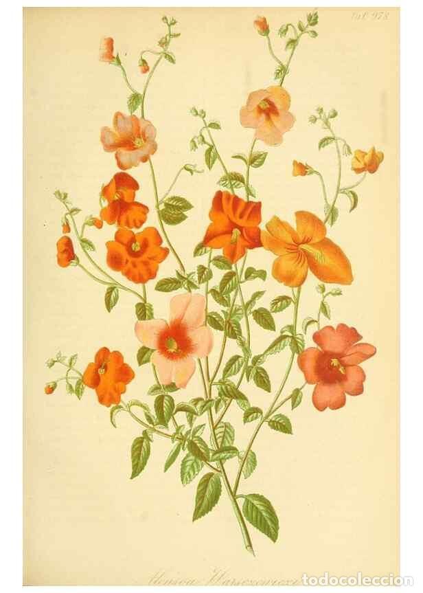 Collection Magazines and Newspapers: Reproducci&oacute;n/Reproduction 49716925962: Gartenflora.. Erlangen :F. Enke,1852-1940.. - Deutsche Garten