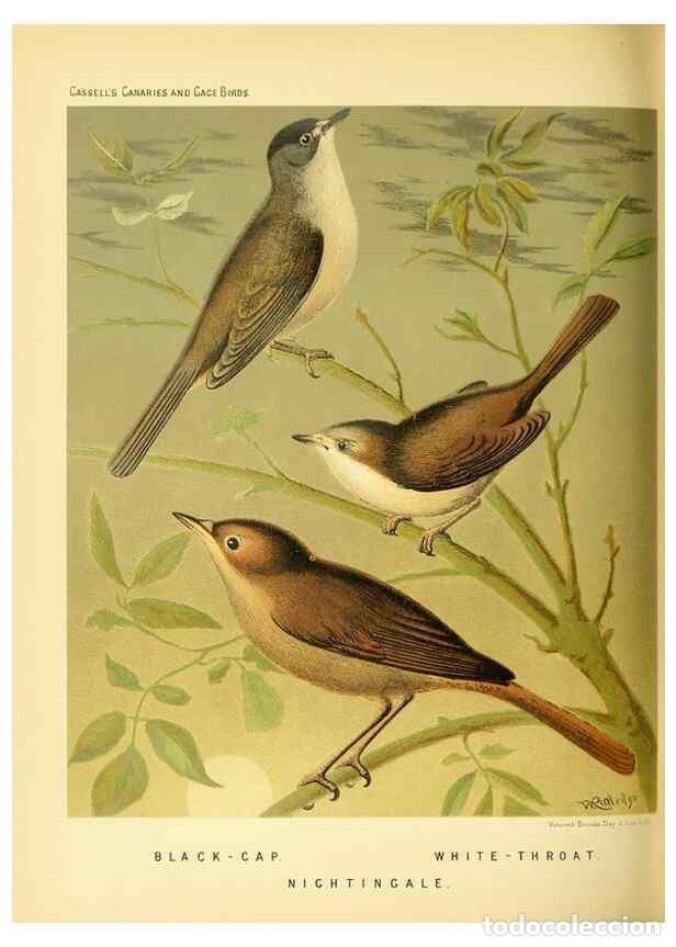 Collection Magazines and Newspapers: Reproducci&oacute;n/Reproduction 49717344818: The illustrated book of canaries and cage-birds, British and