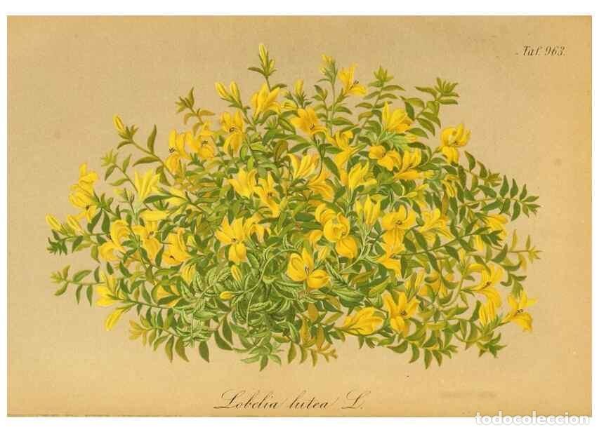 Collection Magazines and Newspapers: Reproducci&oacute;n/Reproduction 49716606866: Gartenflora.. Erlangen :F. Enke,1852-1940.. - Deutsche Garten