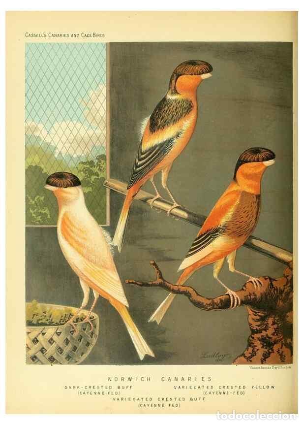 Collection Magazines and Newspapers: Reproducci&oacute;n/Reproduction 49717875911: The illustrated book of canaries and cage-birds, British and
