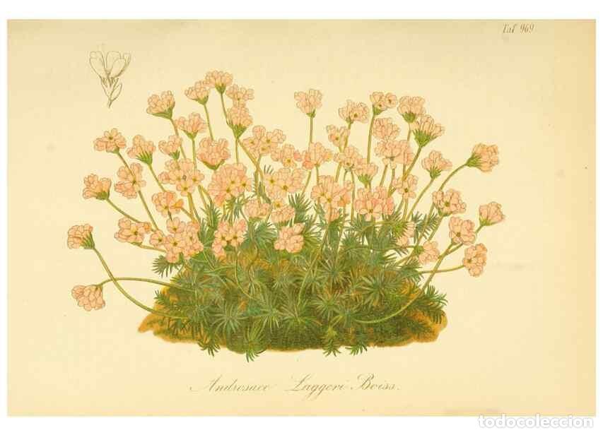 Collection Magazines and Newspapers: Reproducci&oacute;n/Reproduction 49716068973: Gartenflora.. Erlangen :F. Enke,1852-1940.. - Deutsche Garten